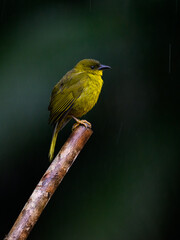 Olive-green Tanager portrait on stick on rainy day  against dark background 