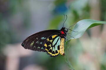 butterfly on leaf