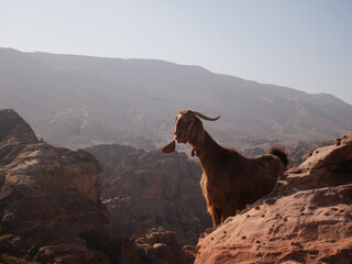 Mountain goat in Petra, Jordan. 
