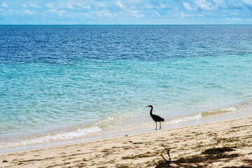 bird on the beach