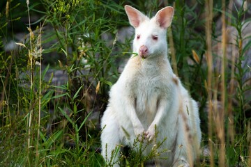 albino wallaby in the bush in tasmania australia. white wallaby, white wildlife - obrazy, fototapety, plakaty