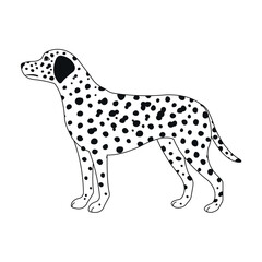 Vector flat hand drawn dalmatian dog isolated on white background