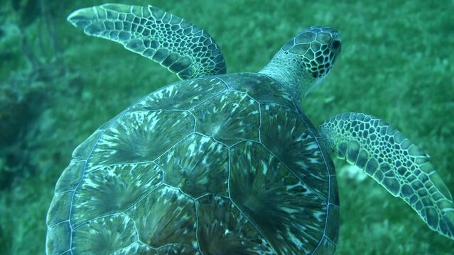 Chelonioidea Sea Turtle Flying Over Plants In Ocean - Oranjestad, Sint Eustatius