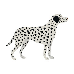 Vector flat hand drawn dalmatian dog isolated on white background
