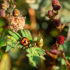 ladybird on a yellow flower