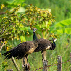 peacock in the wild