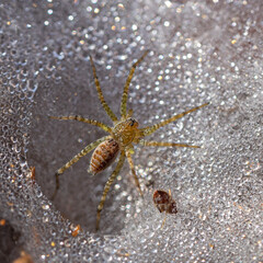 spider on the web