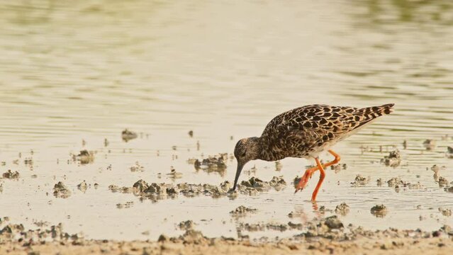Ruff or Philomachus pugnax looking for food. 4K slow motion, 120 fps