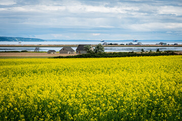 field of yellow flowers