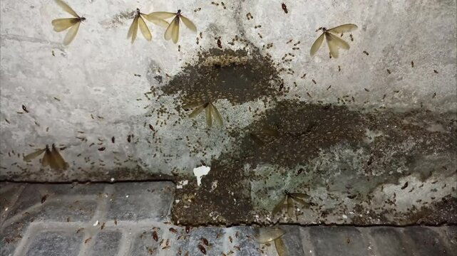 termites that come out to the surface after the rain fell.  will turn into larons or moths. Termite colonies in the nest and there are moths that are ready to fly. 