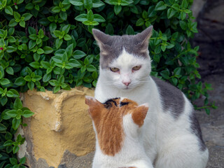 Naklejka na ściany i meble beautiful cats around Malta island