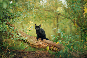 Black cat on a green tree. Funny animals in nature © Anna Averianova