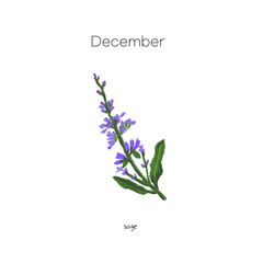 sage of december birth flower 