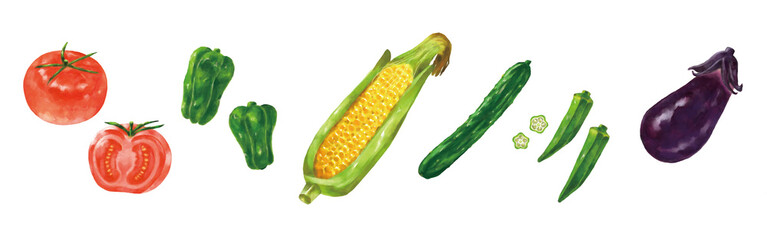 イラスト　季節野菜　夏