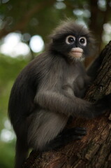 Dusky Leaf Monkey in the forest of Thailand.