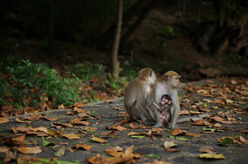 Thailand`s monkey with baby sitting in the forest.