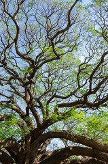 Branches of big Samanea saman tree with blue sky background in sunny day at Kanchnaburi, Thailand.