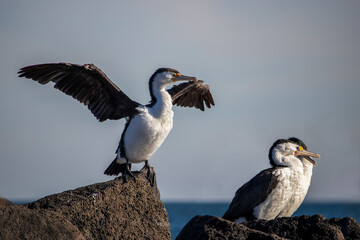 Three Australian fledging Cormorants perched on a rock foreground  with wings outstretched and beaks touching with clear blue sky background