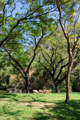 sitting in the park amidst lush green trees