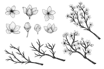 hand drawn vector collection of sakura branches and flowers