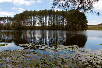 reflection of trees in water