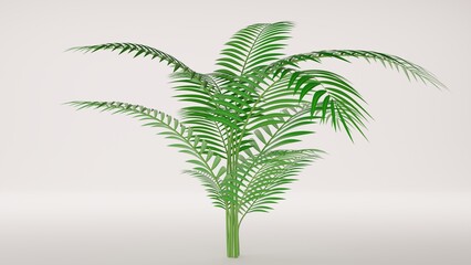 Obraz premium Palm plant on the white background.3d rendering.