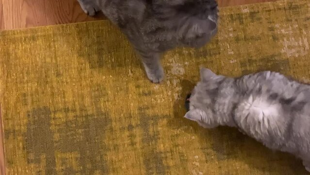 funny cats playing and chewing toy mouse