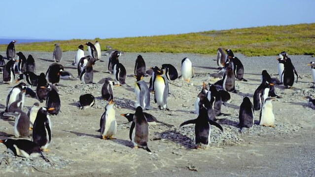 Static shot of a peaceful penguin colony at Isla Martillo, Ushuaia in Argentina