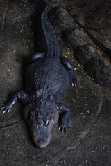 crocodile in the zoo