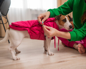 Caucasian woman dressing jack russell terrier dog in pink vest. 