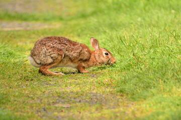 Cottontail Rabbit in the Grass