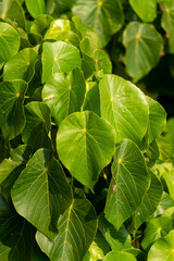 closed up of Macaranga tanarius leaves