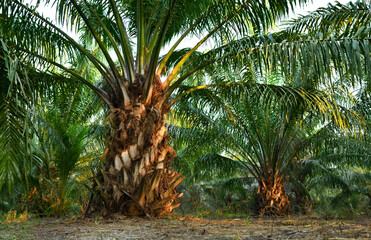 Palm oil plantation growing up.
