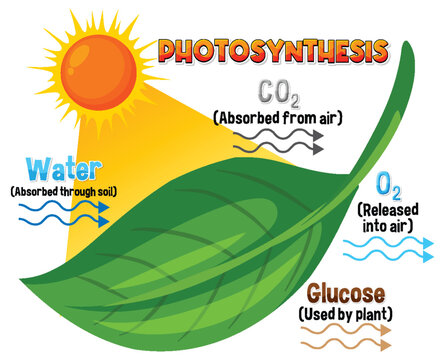 Diagram of Photosynthesis for biology and life science education