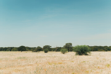 Midday view of the typical arid landscape of central texas with a blue sky, yellow pasture and a tree line in the background