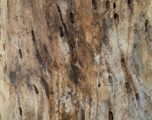 old wood texture