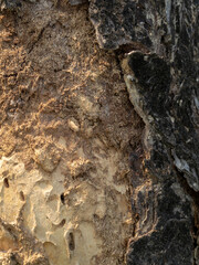 bark of a tree