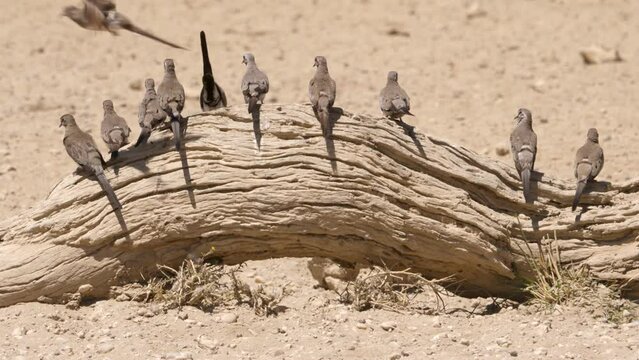 flock of namaqua doves sit in a row atop dry tree stump. close-up