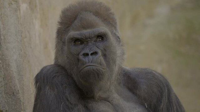 This slow motion, close up video shows a wild gorilla, deep in thought.