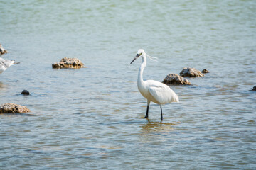 The small white heron or Little egret stands in the lake