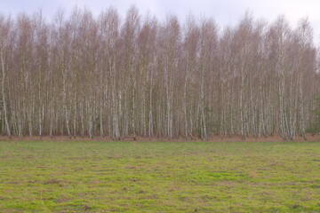 Brzozowy las na wsi, pole uprawne z drzewami w tle.