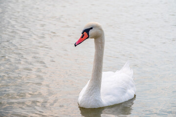 Naklejka premium Graceful white Swan swimming in the lake, swans in the wild. Portrait of a white swan swimming on a lake.