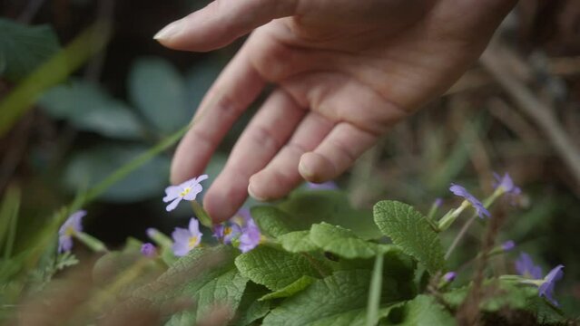 Close-up of Hand Touching Beautiful Purple Wildflower in Natural Setting