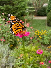 Fototapeta na wymiar monarch butterfly on flower - profile