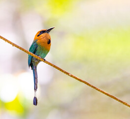 Broad Billed Motmot perched on a power line
