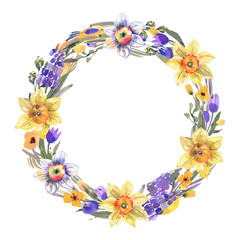 Spring flowers wreath, watercolor illustration for cards, backgrounds. Yellow daffodils, purple muscari, greenery, watercolor floral round frame.