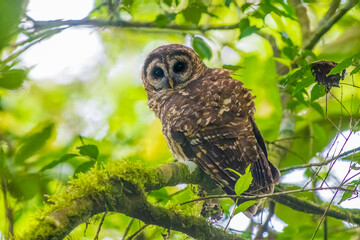 Fulvous Owl perched on a mossy branch