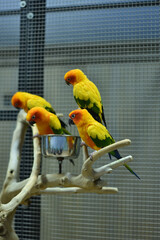 Fototapeta premium a group of colorful parakeets hanging out on a branch in a cage