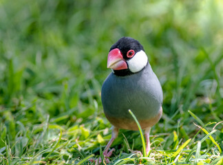 Java Sparrow foraging in the grass in a field