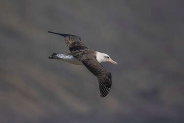 Soaring Laysan Albatross! Let your creative ideas take flight with this image. 